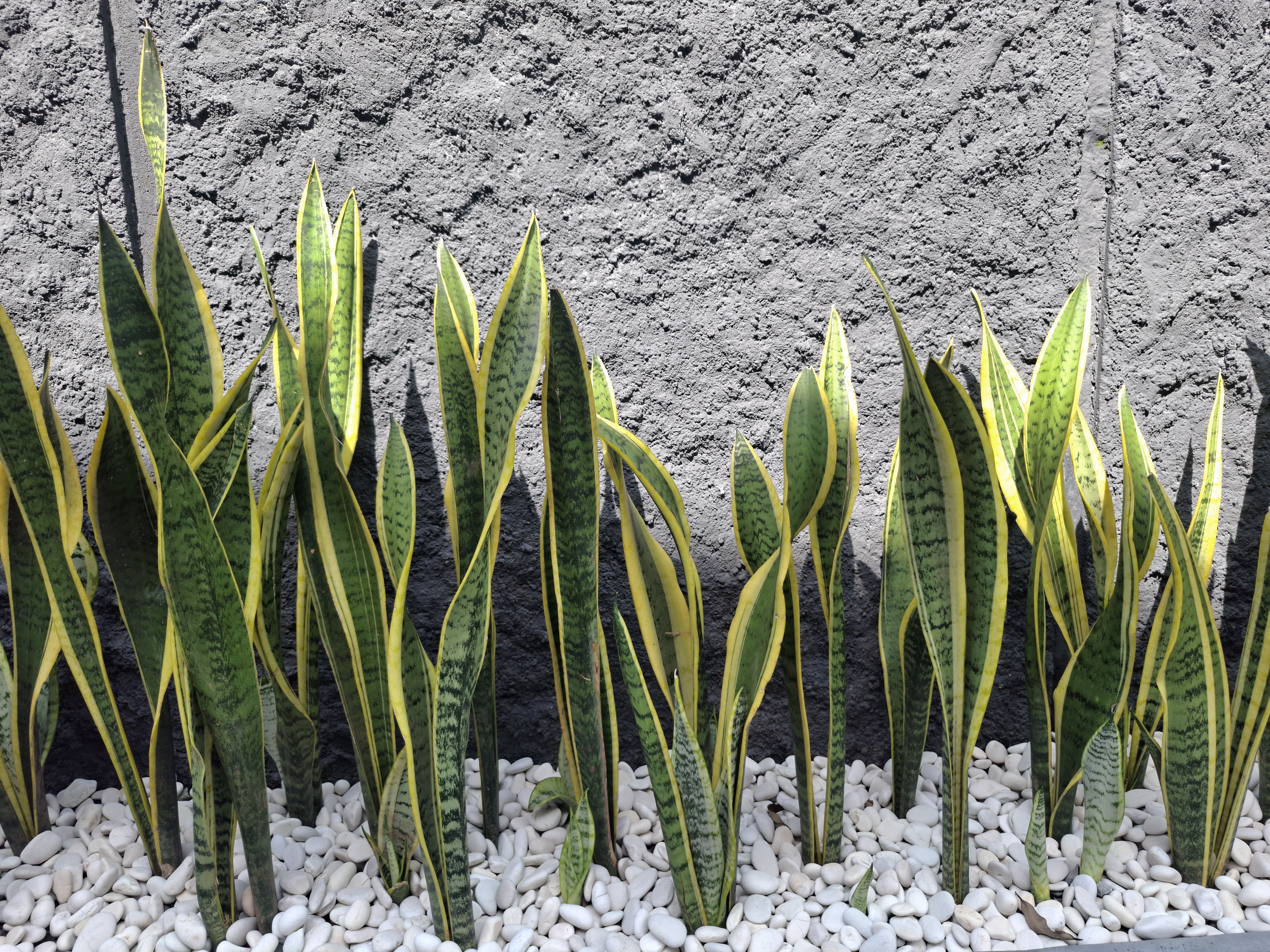 Our Plants Projects in Charleston, SC