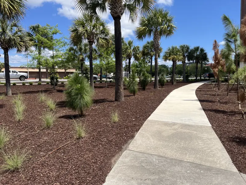 Curved walkway landscape design palm trees in Charleston, SC
