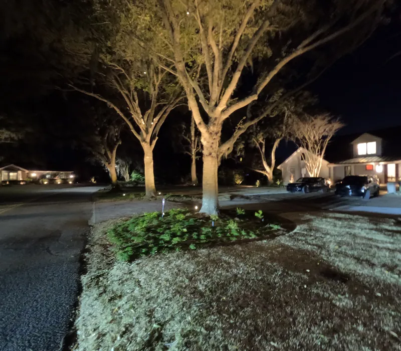 Charleston front yard uplit oaks island bed at night
