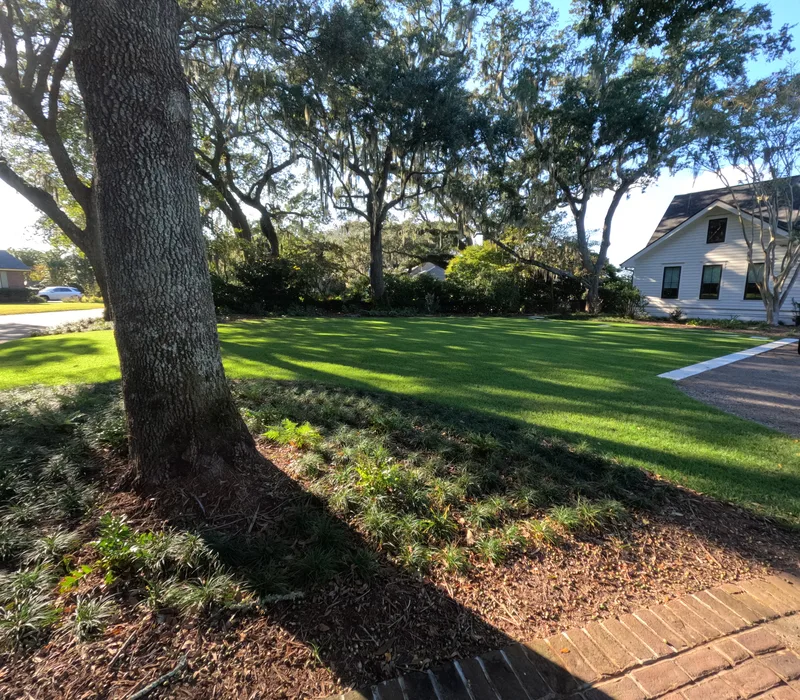 Lawn and brick edging under a live oak in Charleston, SC