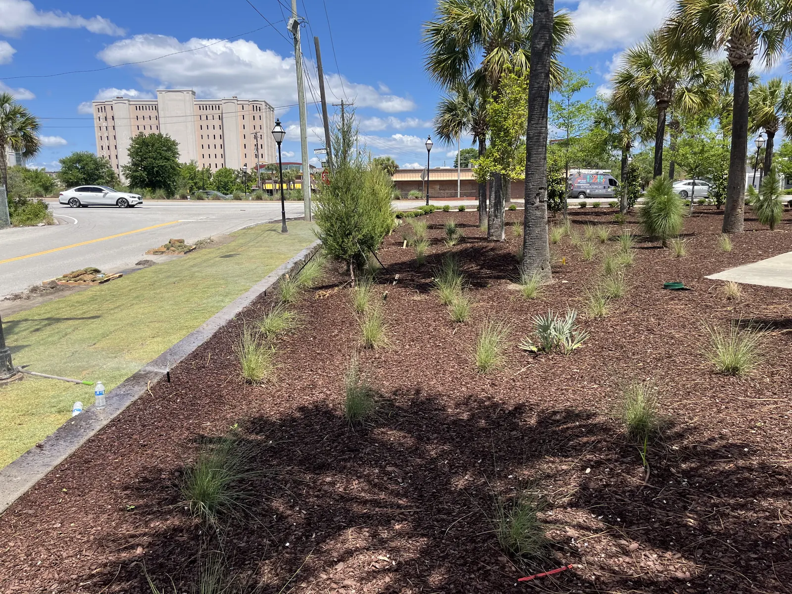 Mulch bed palm tree landscaping in Charleston, SC Mulch bed palm tree landscaping in Charleston, SC
