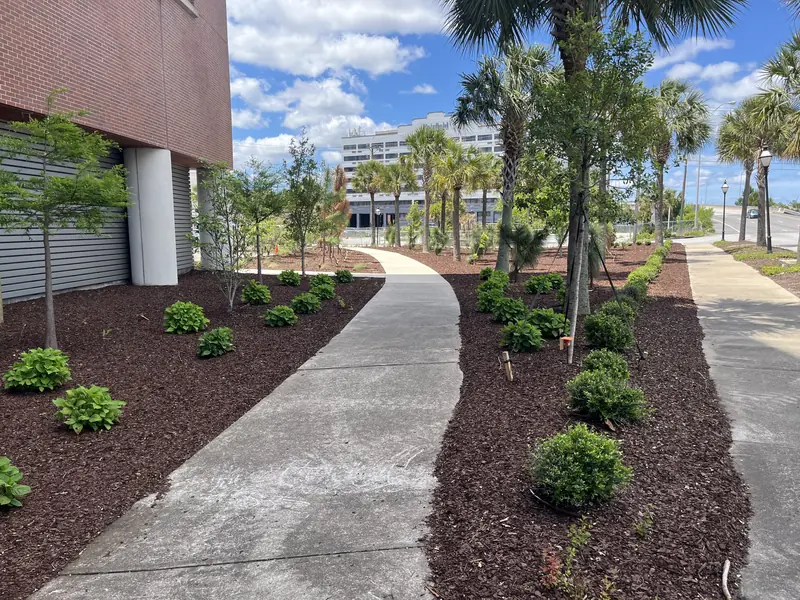 Pedestrian walkway shrub planting in Charleston, SC