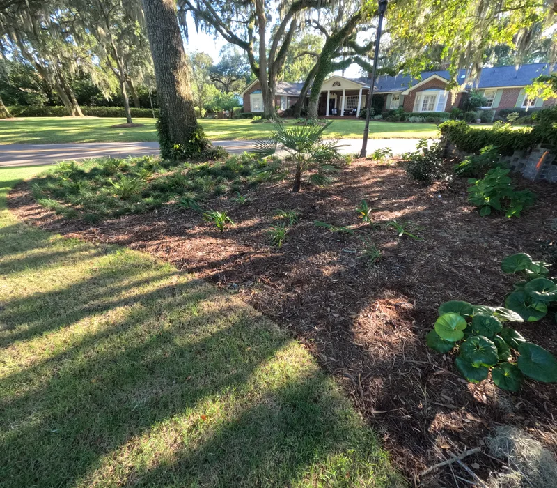New planting beds under live oaks in Charleston, SC