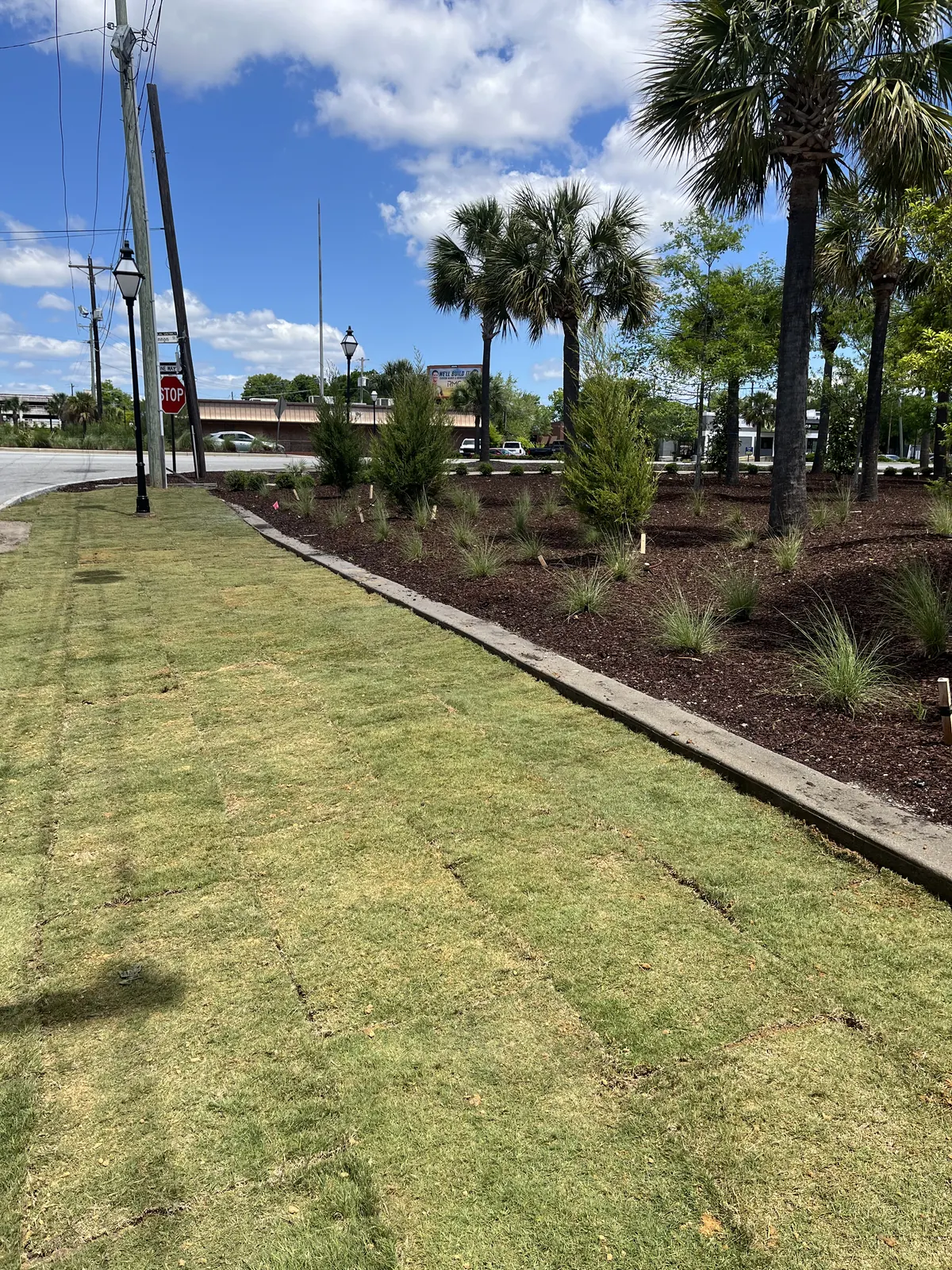 Freshly laid sod with visible seams beside new landscape edging and planting beds in Charleston, SC