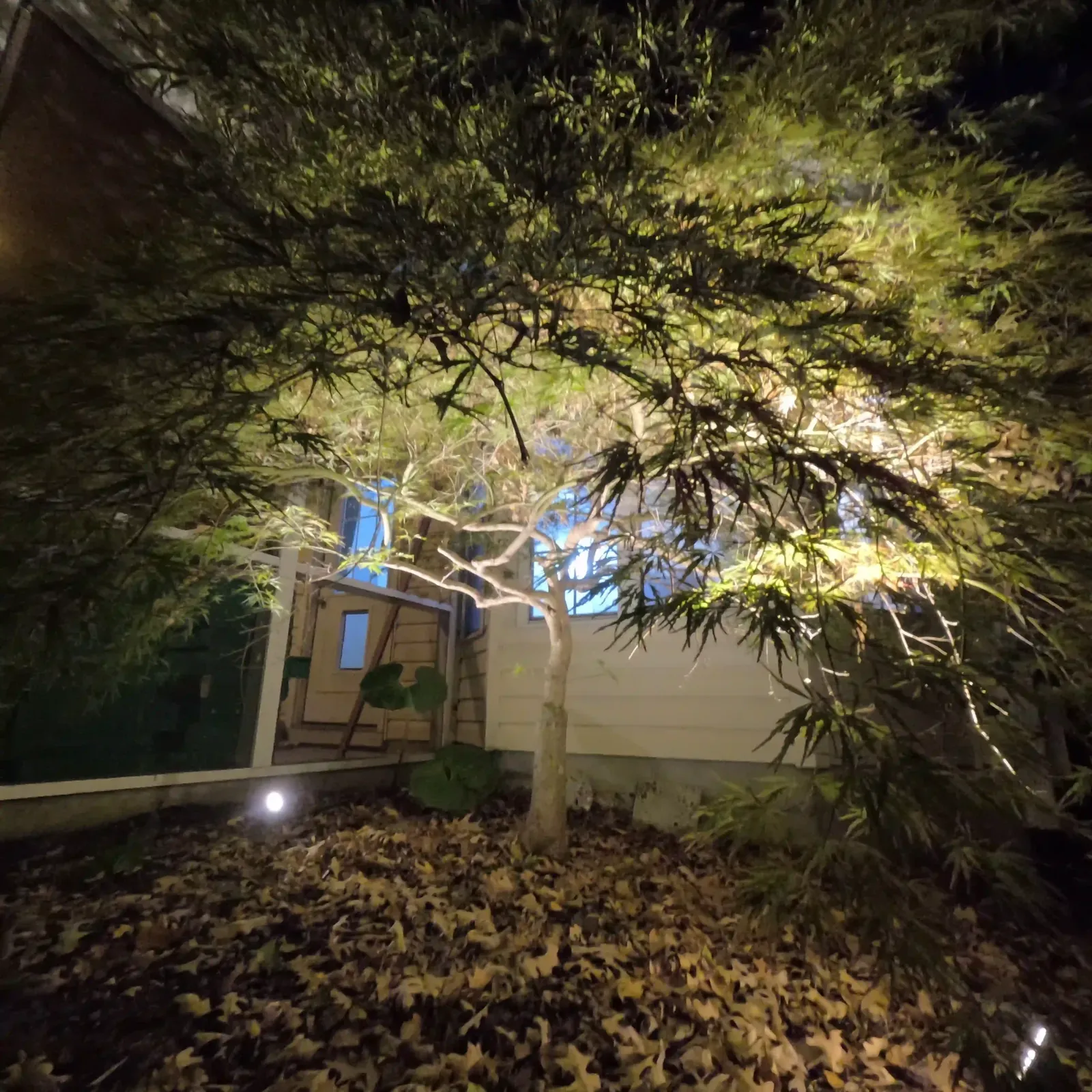 Japanese maple uplighting in Summerville, SC Japanese maple uplit at night by landscape lighting in Summerville, SC