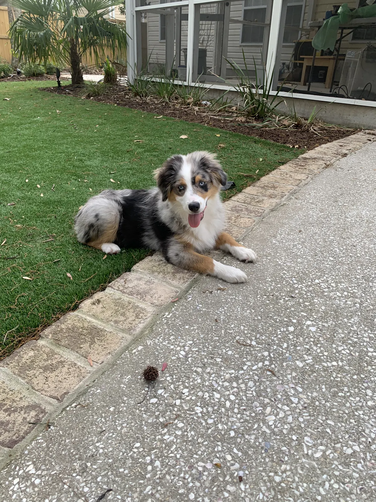 Australian shepherd on artificial grass in West Ashley, SC Australian shepherd lying on artificial grass beside a walkway in West Ashley, SC